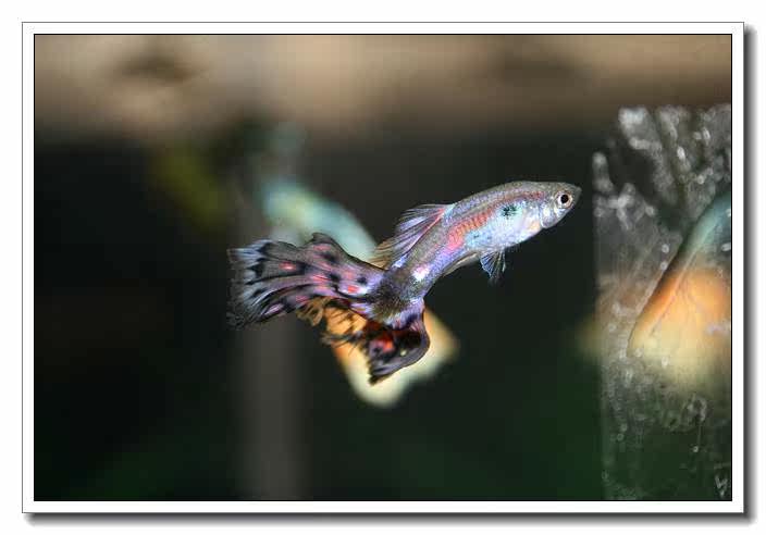 孔雀鱼怎么分类你知道吗?