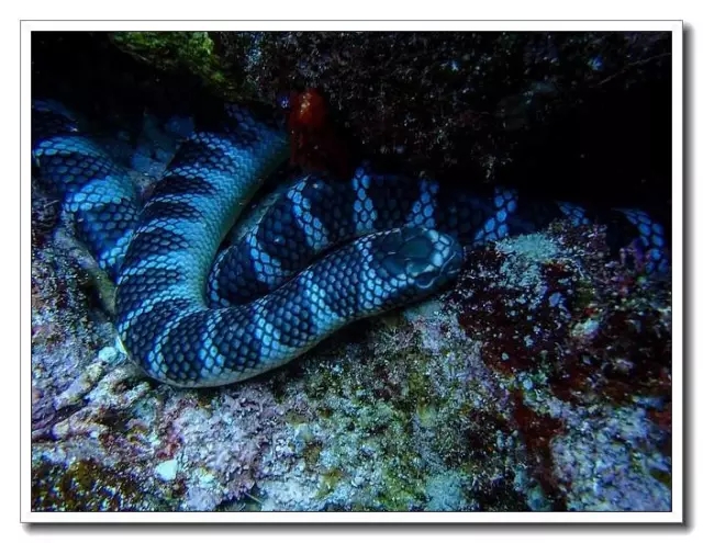 海鳝海鳗海蛇的区别图片