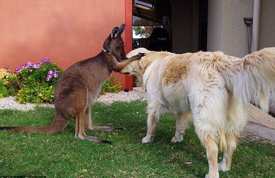 一只以为自己是狗的袋鼠 蠢萌蠢萌哒