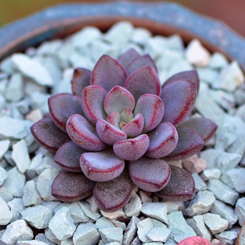 多肉植物紫梦办公室内趣味迷你盆栽多肉花卉绿植小苗肉肉粉色回忆