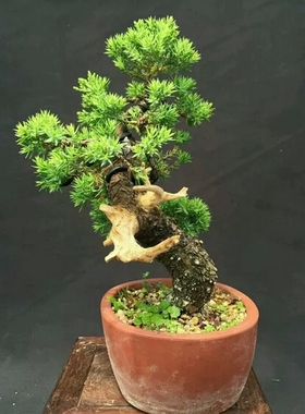 特价苍老日本梦锦锦松松树盆景盆栽稀有品种树杆自然开裂实物销售