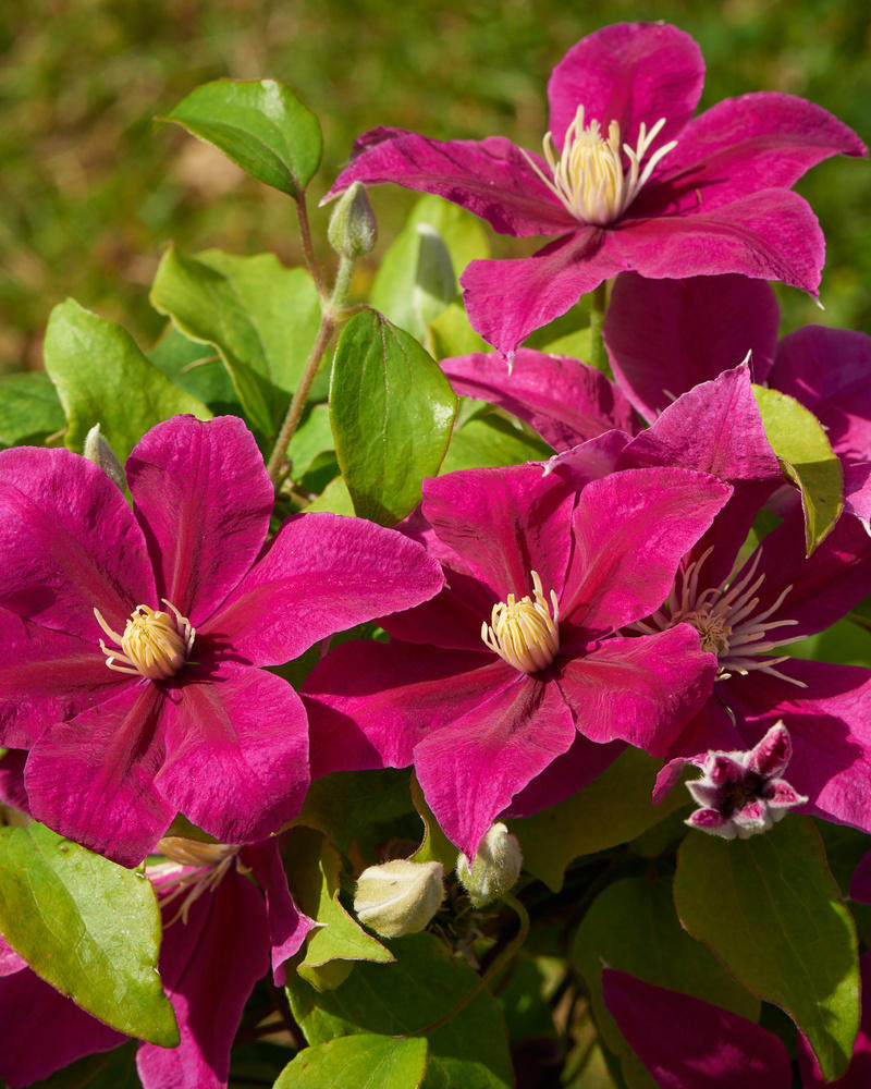 藤本皇后铁线莲的盆栽种植