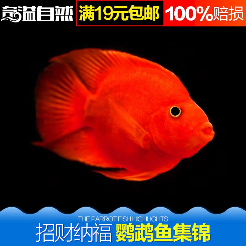 百草园水族馆 鹦鹉鱼发财鱼 热带观赏鱼 血鹦鹉