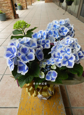 【淩晨晓花园】日本进口 重瓣 新品绣球花 薇薇安