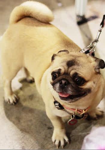 萌大叔:狗狗出游晕车 症状表现与缓解