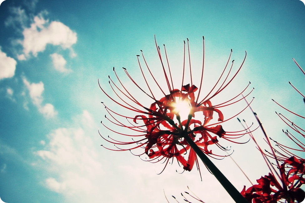 【刨白菜】彼岸花