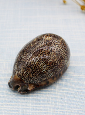 天然海螺贝壳12-13cm蜗螺鱼缸水族箱造景婚礼地台装饰摆件实拍