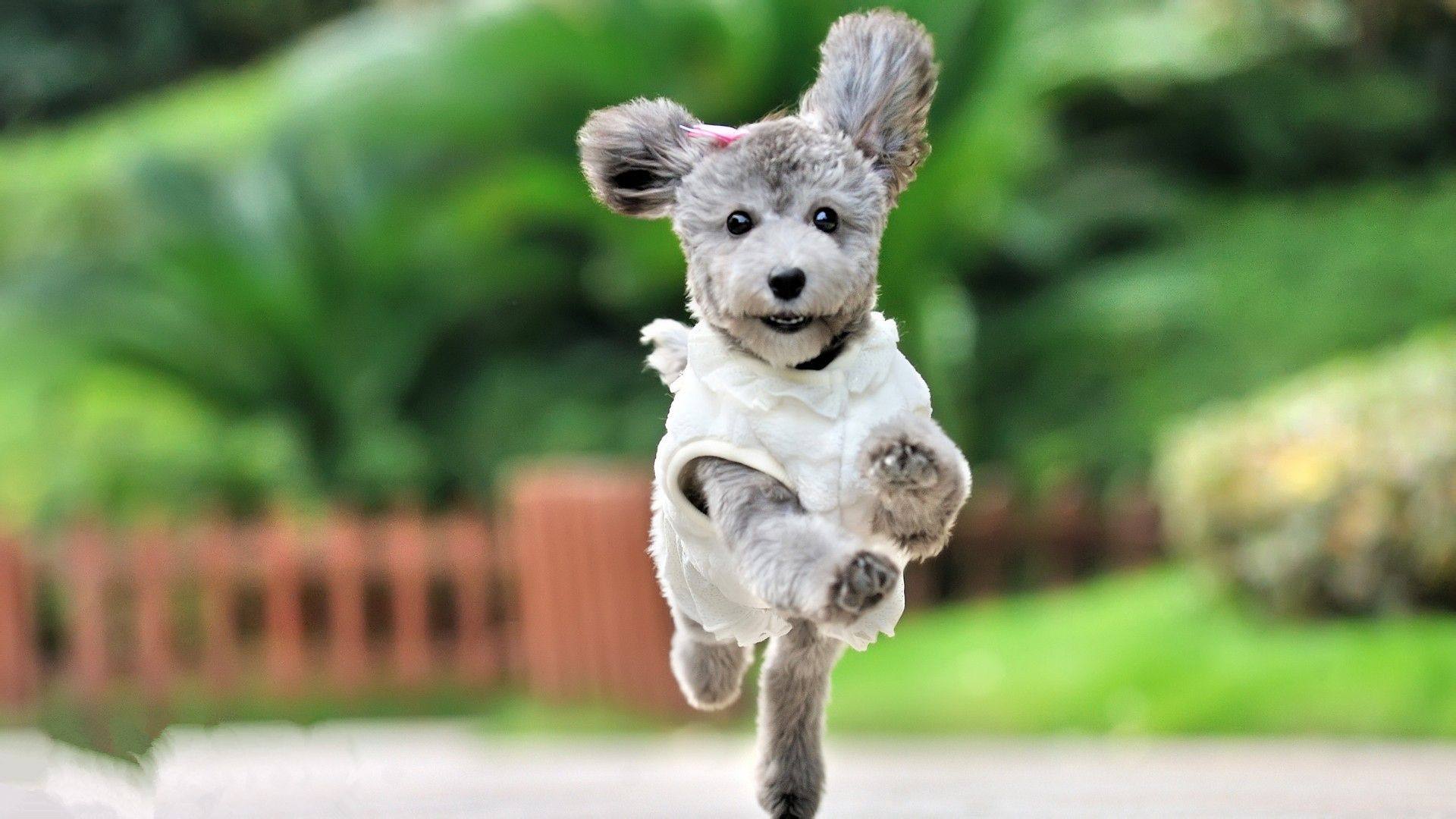 养宠血泪史 提醒大家关注狗狗髌骨脱位问题