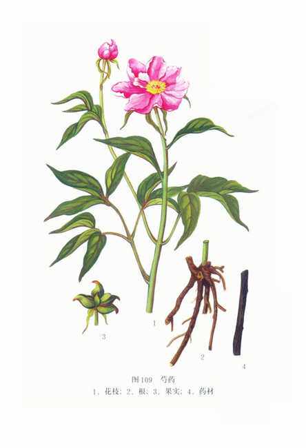 女人好气色不用画,咱们可以"泡"出来. - 天猫精选