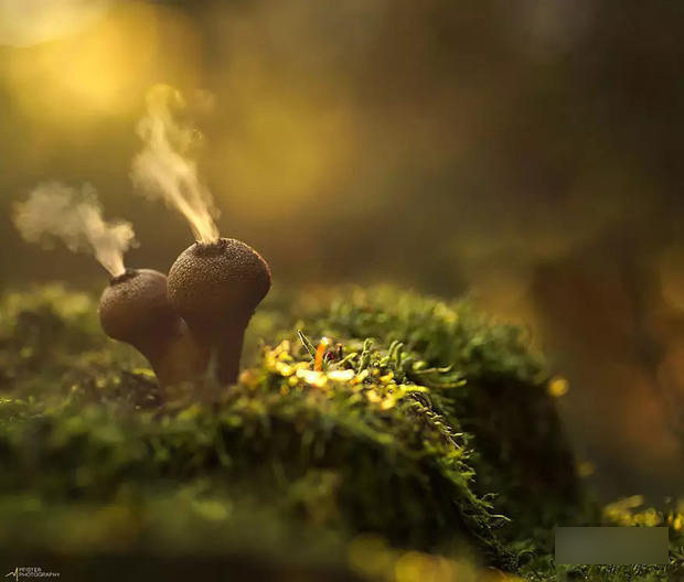 这种正在喷射烟雾弹的蘑菇叫马勃,其实它们是在散播孢子!