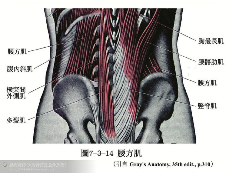 脊柱坐在骨盆上两侧肌肉对称固定