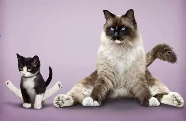 喵星人:来,朕教你怎么做瑜伽!