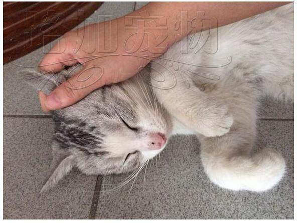 所以当人在抚摸猫的以上部位是时,尤其猫的下巴时,猫便会一动不动的眯