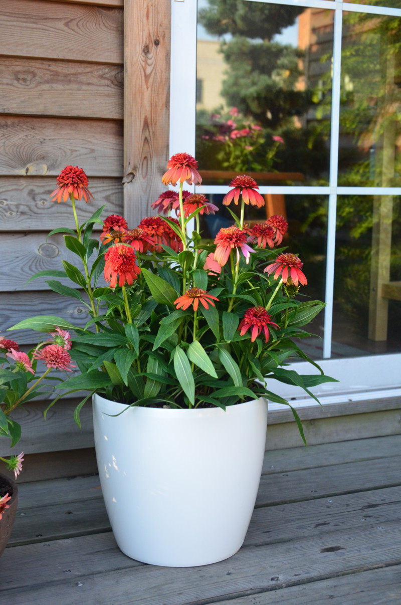 热烈的松果菊,让夏天的花园更特别