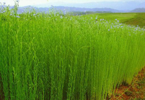 亚麻文化之夏季首选