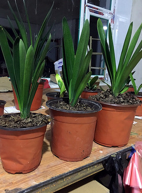 长春精品君子兰 立板立板大桥 飘纹 钢板 满身纹 绿植盆栽 国兰