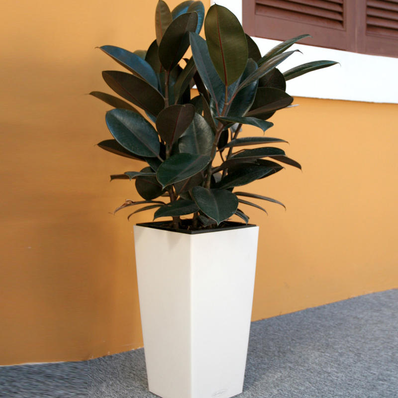 绿植花卉盆栽  黑金刚苗 橡皮树苗 橡皮树 黑金刚吸甲醛 包邮