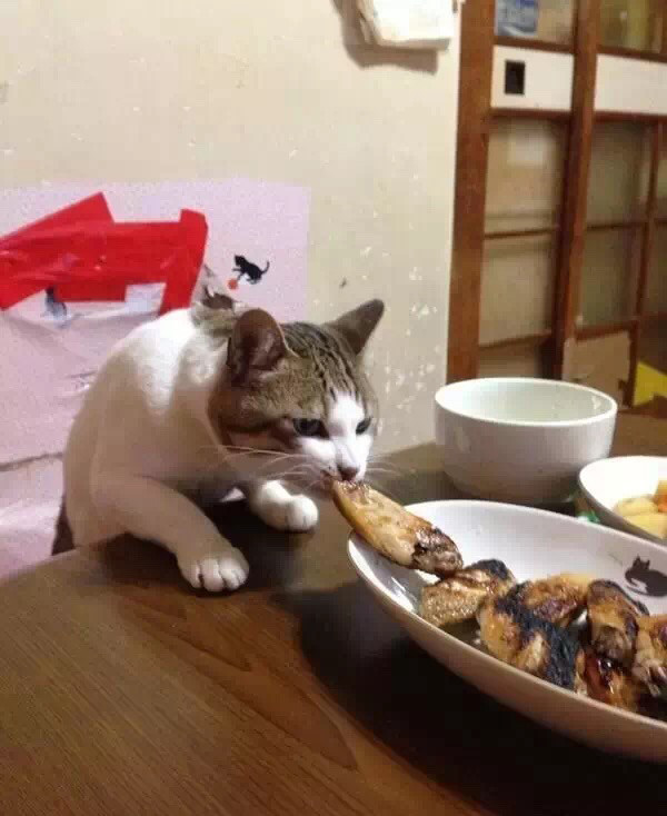逮个正着,你这只偷吃的傻猫咪