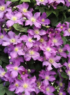 藤本皇后铁线莲 花火 三年苗