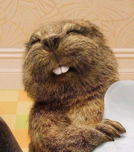 重口味香料(四)——海狸香