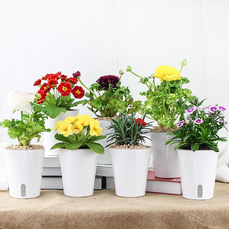 女王节,什么花才足以与你相配?