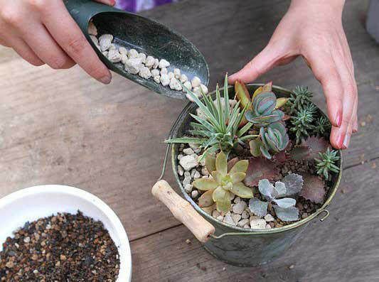 多肉换盆的好时节到了 可千万别错过