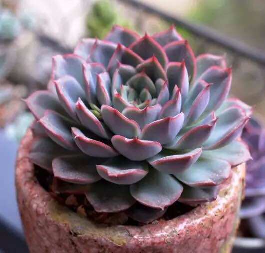 十二星座中天秤座的代表性多肉植物