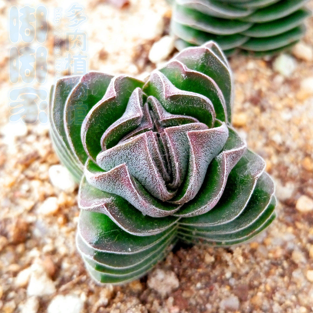 新品多肉植物 方塔 纪之川松之银银月稀缺奇特趣味个性进口多肉