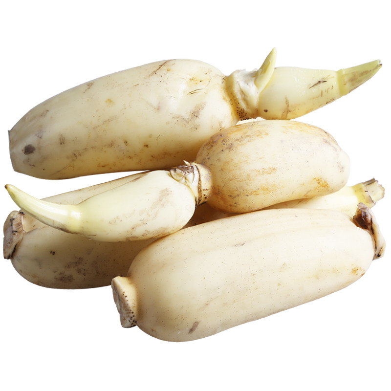 青泥巴洪湖新鲜莲藕5斤 水果莲藕新鲜蔬菜【致富经报道杨晶】