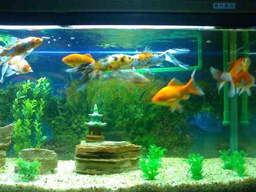 新买的鱼缸怎么开缸?