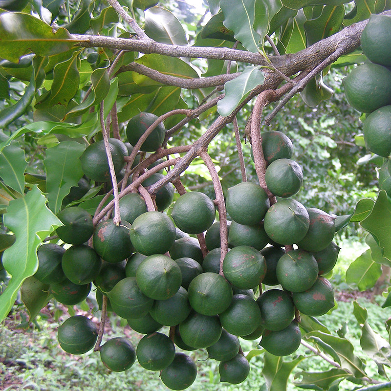 夏威夷果是一种原产于澳洲的树生坚果,也称澳洲坚果或火山豆,味道香甜