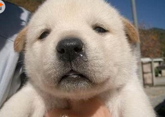 一旦感冒,就会出现打喷嚏,精神差,无食欲的症状,如果狗狗出现类似症状