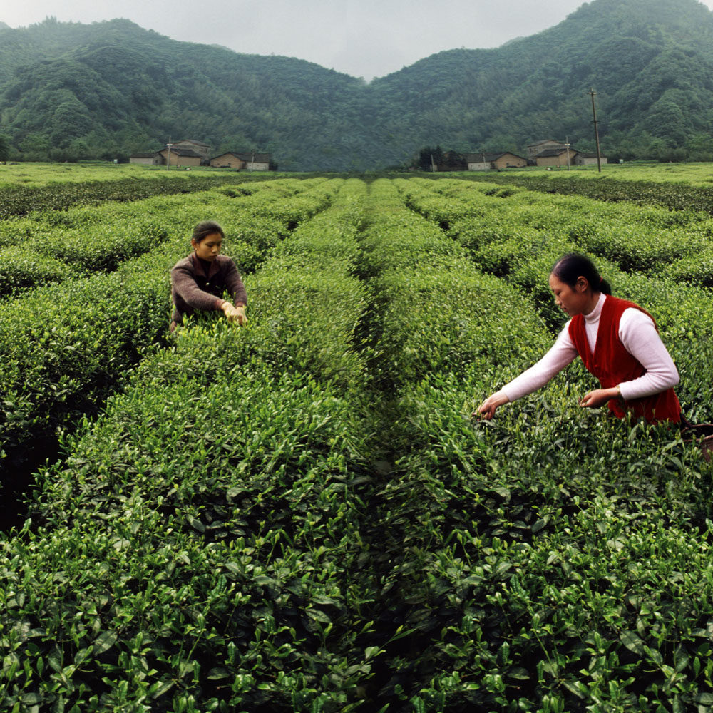 好山头才能出好茶 ——六安瓜片产区简况