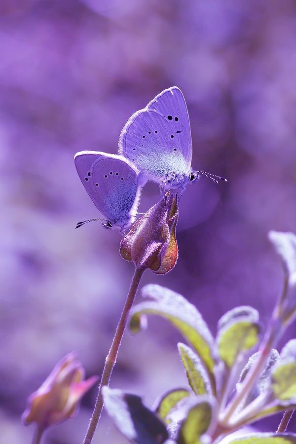 蝴蝶翅膀里面的对称相反纯色填的是zoya zp619和opi h59,紫色蝴蝶蝴蝶
