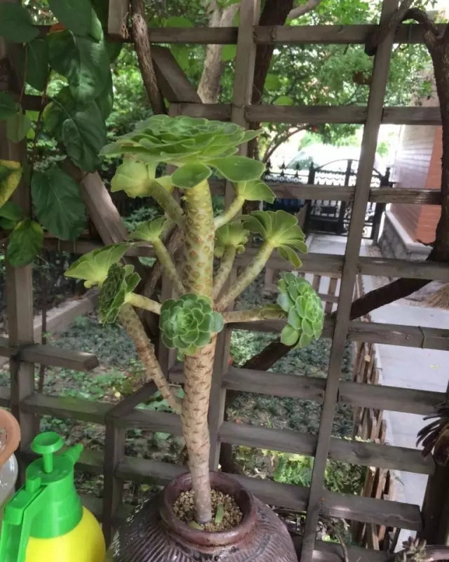 急救|如何处理黑腐生病的多肉?