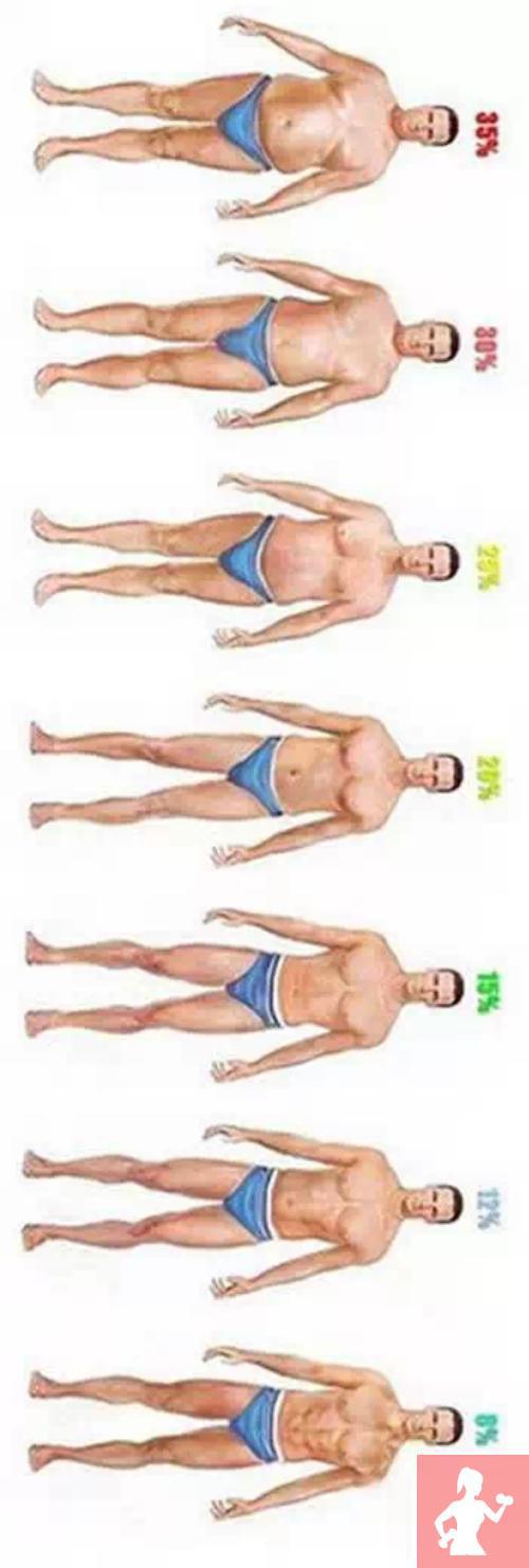 人体脂肪形成过程图解图片