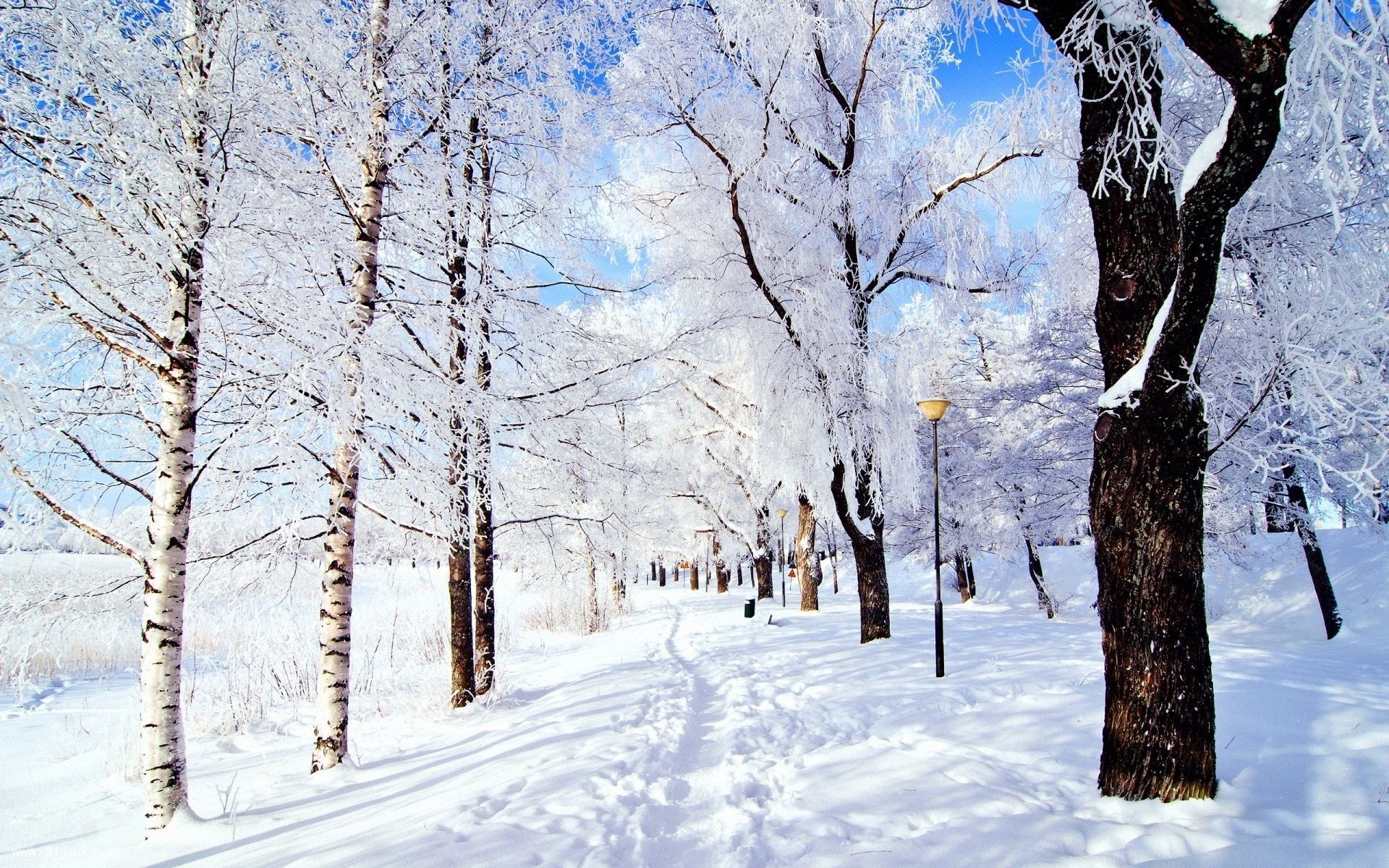 大雪纷飞美景实景图片