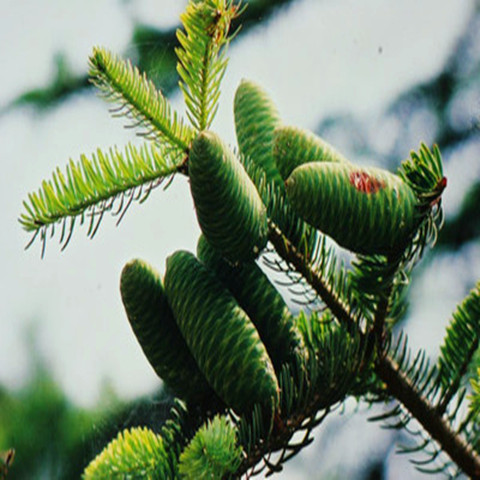 2,資源冷杉 (學名:abies ziyuanensis),松科,冷杉屬,系中國南嶺山地新