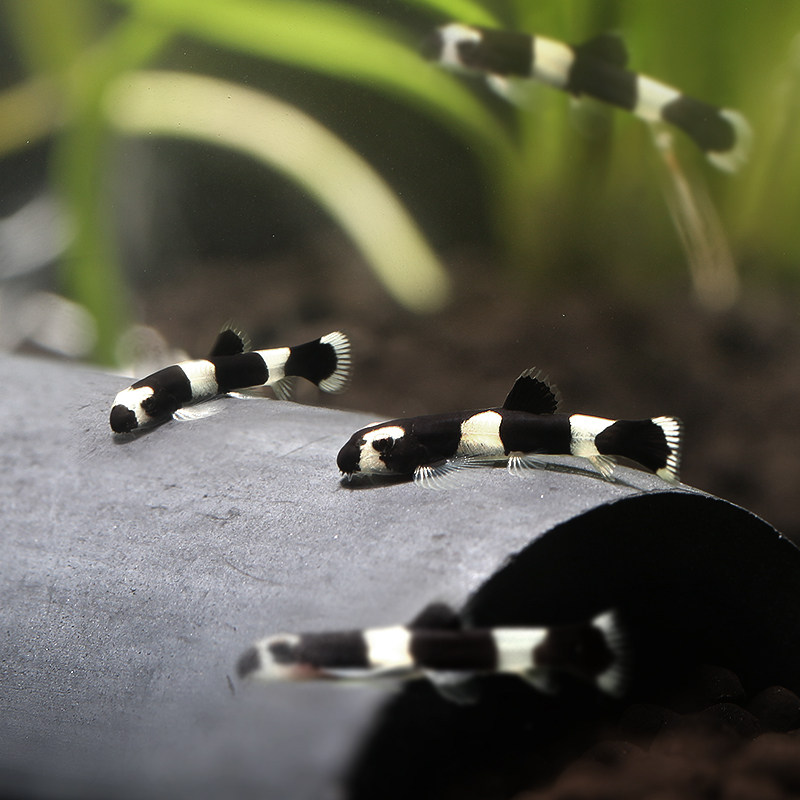 优鱼熊猫鳅黑白爬岩鳅观赏鱼工具鱼除涡虫可混养虾缸只发广东
