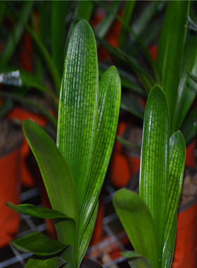 长春精品君子兰 立板立板大桥 飘纹 钢板 满身纹 绿植盆栽 国兰