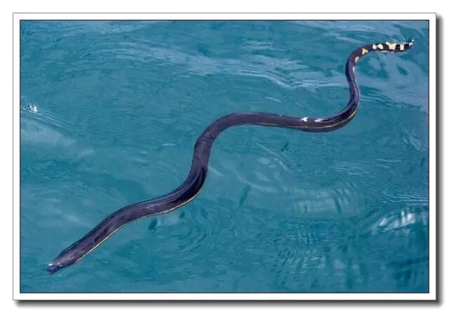 海鳗与海蛇的简介