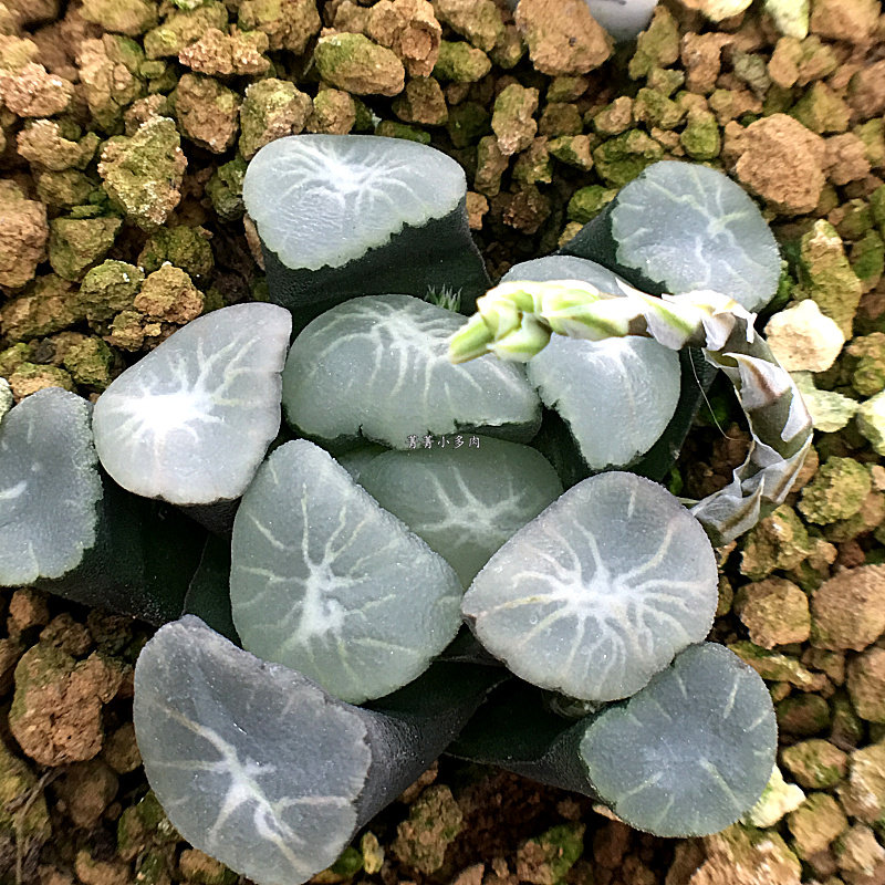 欧若拉万象 铭品万象 组培有根 十二卷多肉植物 保品种