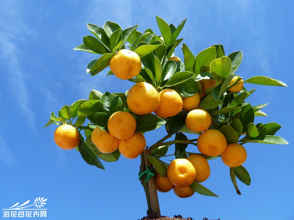 快到冬季了,室内养什么植物比较好?