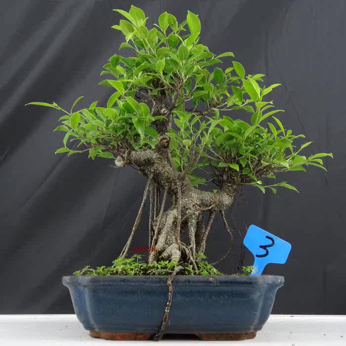 榕树盆景台湾榕虎皮榕造型盆景小型盆景四季常青绿植盆栽带盆发货