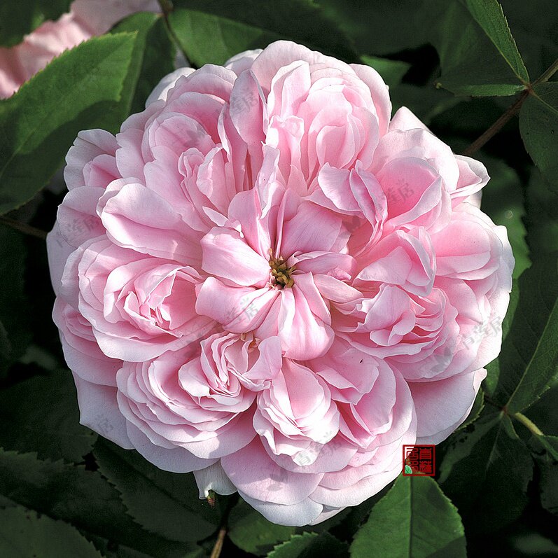 f18卡地亚 法国大马士革月季苗盆栽1加仑 灌木短藤浓香多季