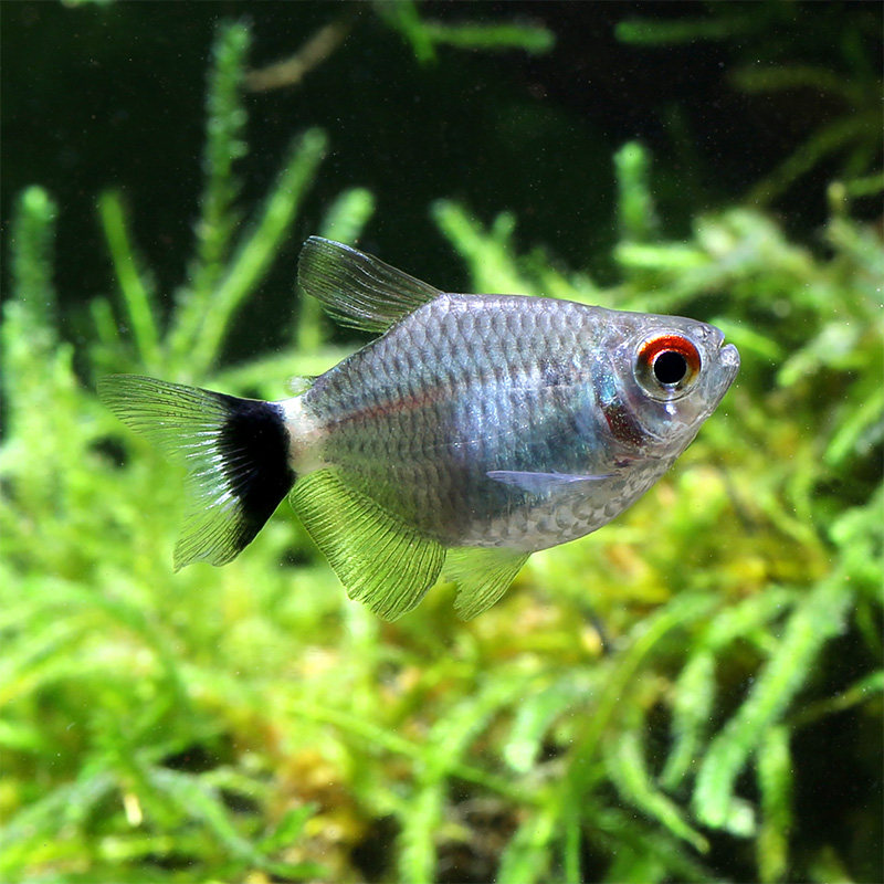 小型热带鱼qq银屏灯红目球灯群游鱼观赏鱼宠物