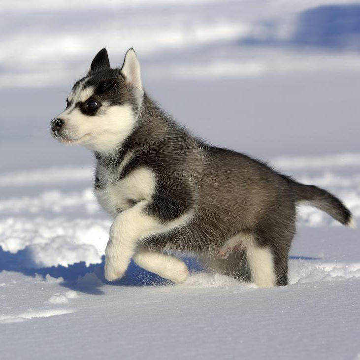 出售纯种健康西伯利亚雪橇犬幼犬宠物狗赛级小哈犬三火双蓝眼=29