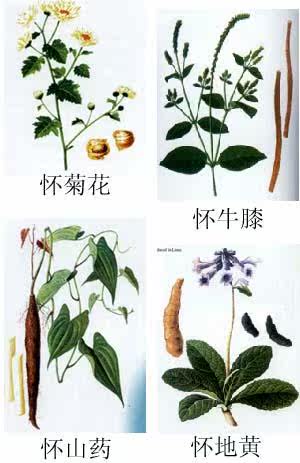 中原的"四大怀药"!