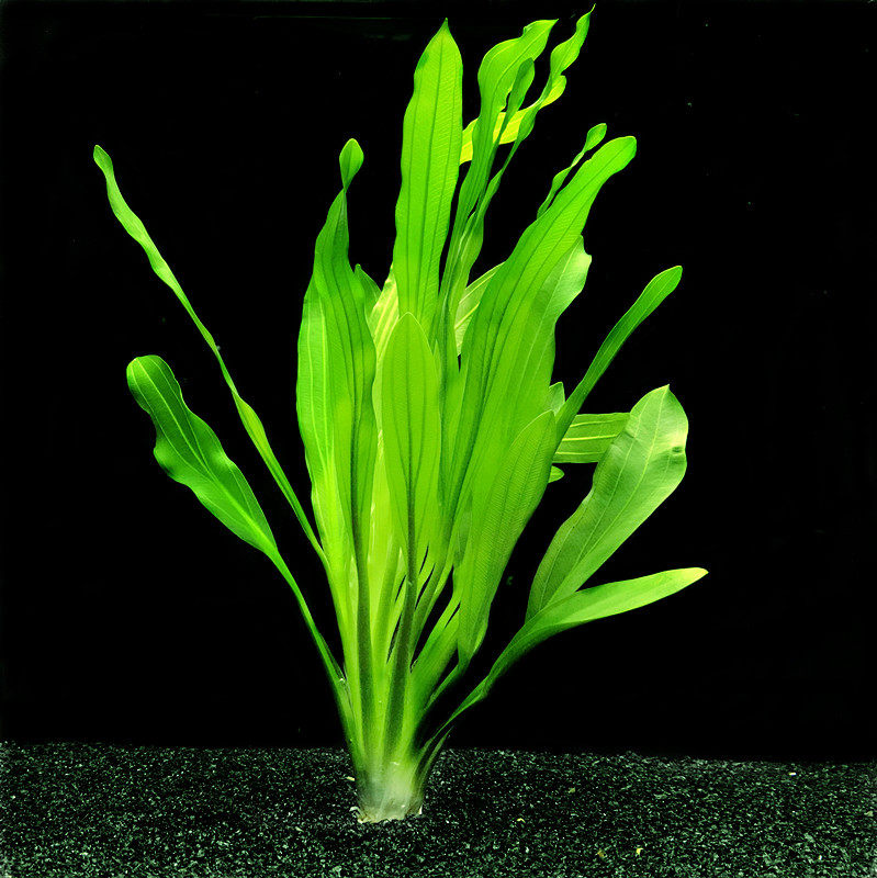 千草堂水族-水草 矮生长叶九冠大株新手鱼缸