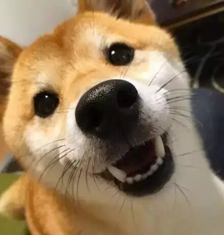 一只爱笑的柴柴,镜头下,总是展现自己的最甜美